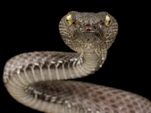 morsure serpent survie